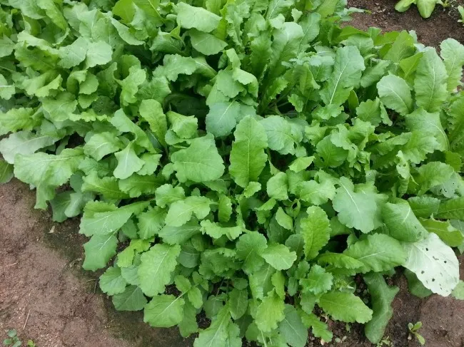 열무 재배 빠른 파종 잔털 제거 혼식 요령_3