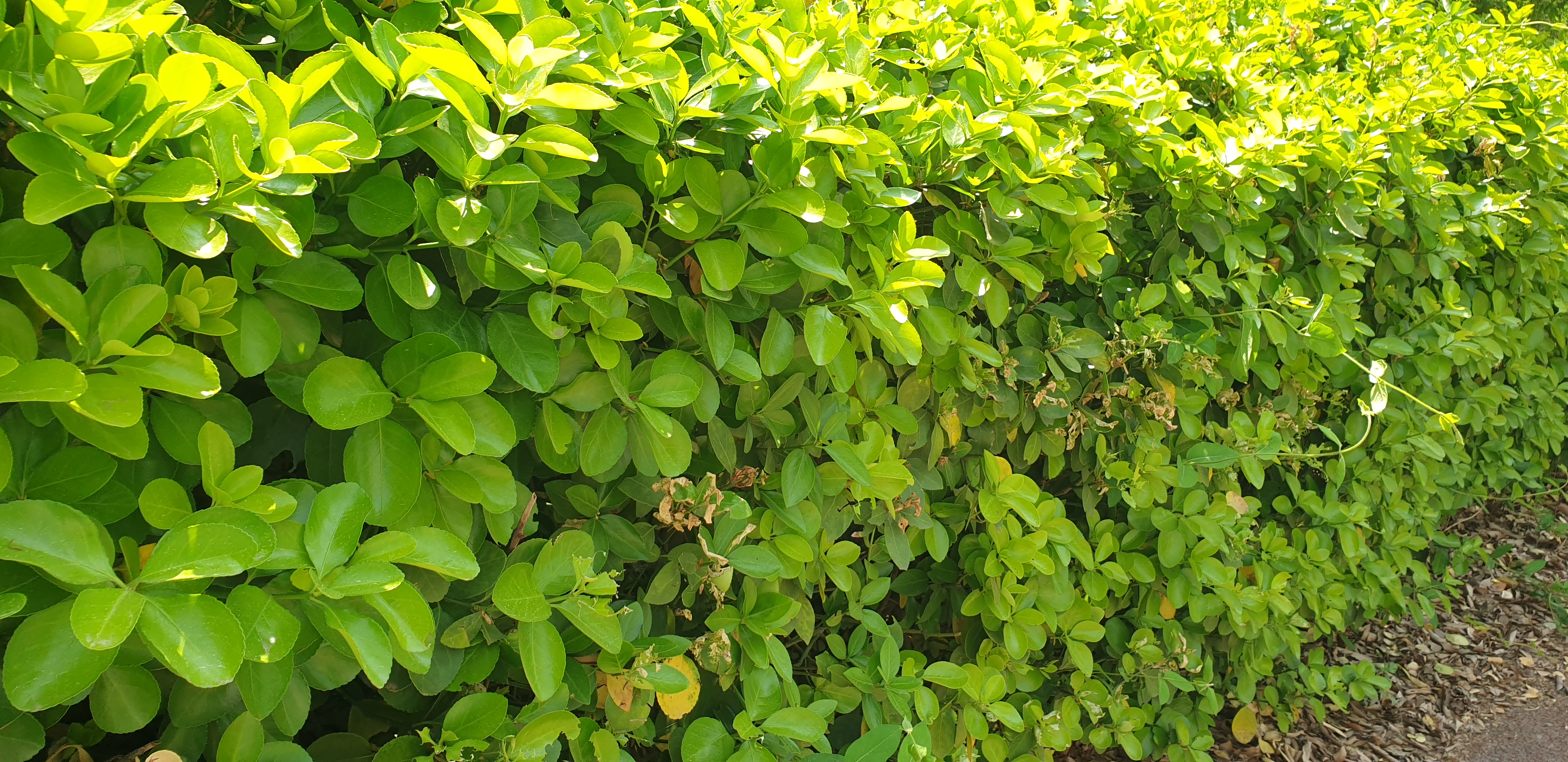 사철나무 애벌레