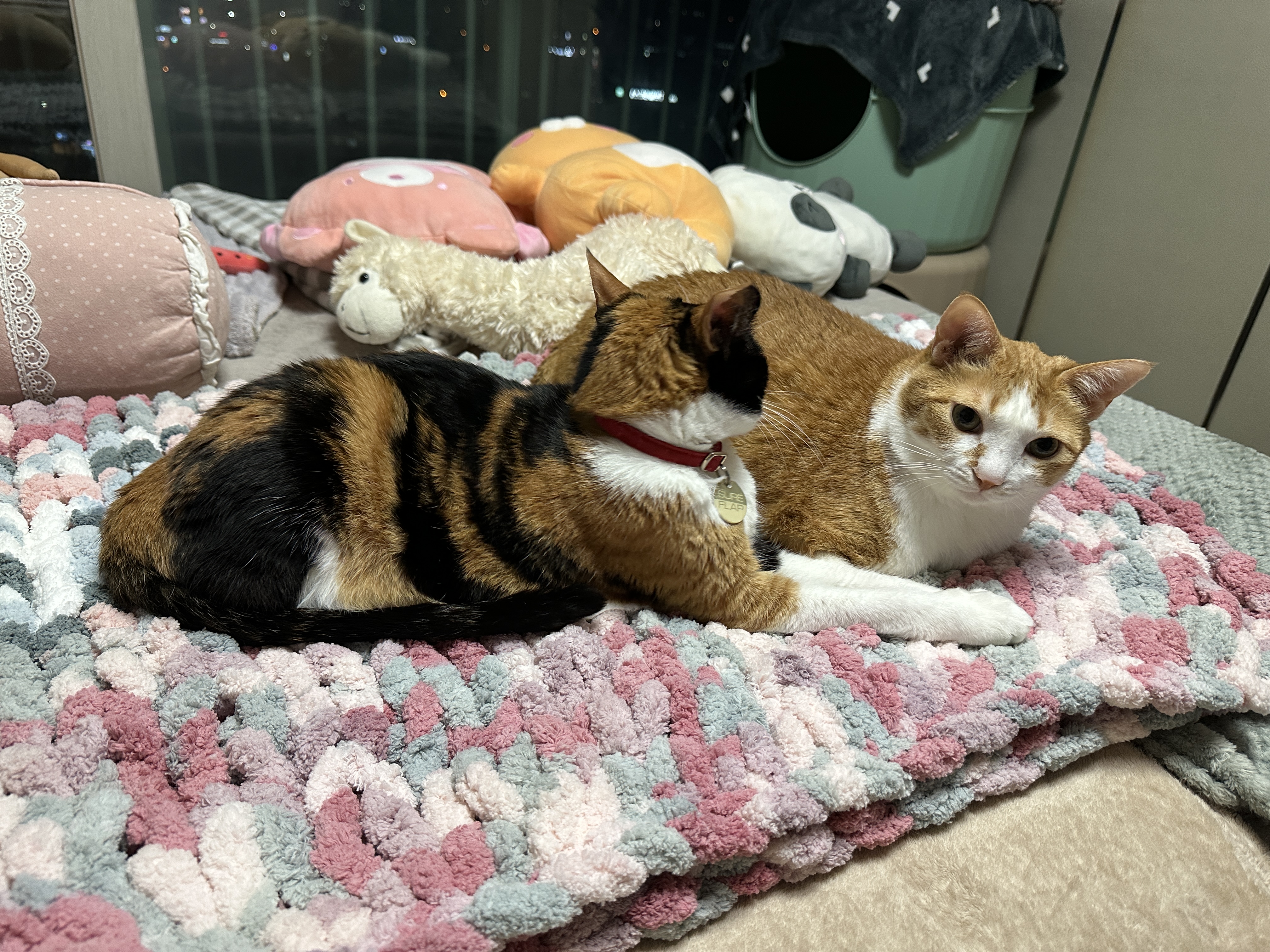 청키수면사_담요_위의_고양이커플_다다랑_호야_1