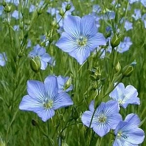 꽃아마 이미지 사진