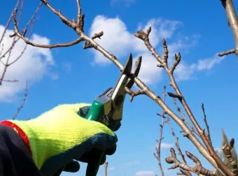 가지치기 요령 도구소독 새순유도 수형잡기 건강하게 키우기_6
