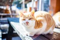 고양이 꿈해몽