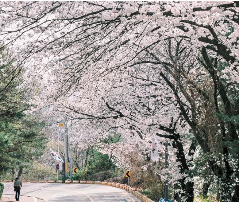청주 벚꽃 명소