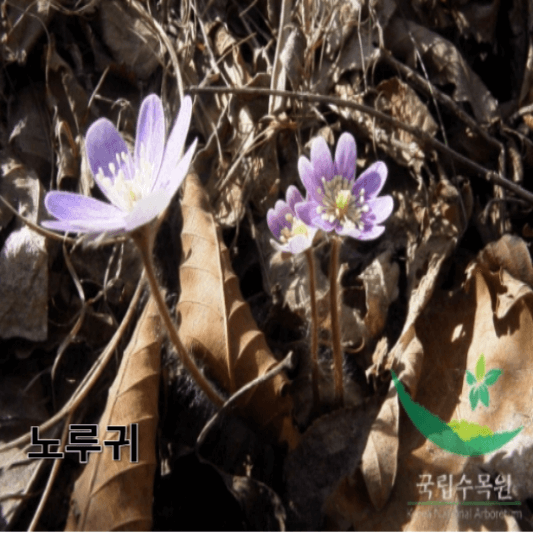 노루귀의 영양소 및 효능, 채취방법, 요리 레시피