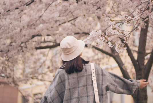 벚꽃축제 벚꽃 개화 상황