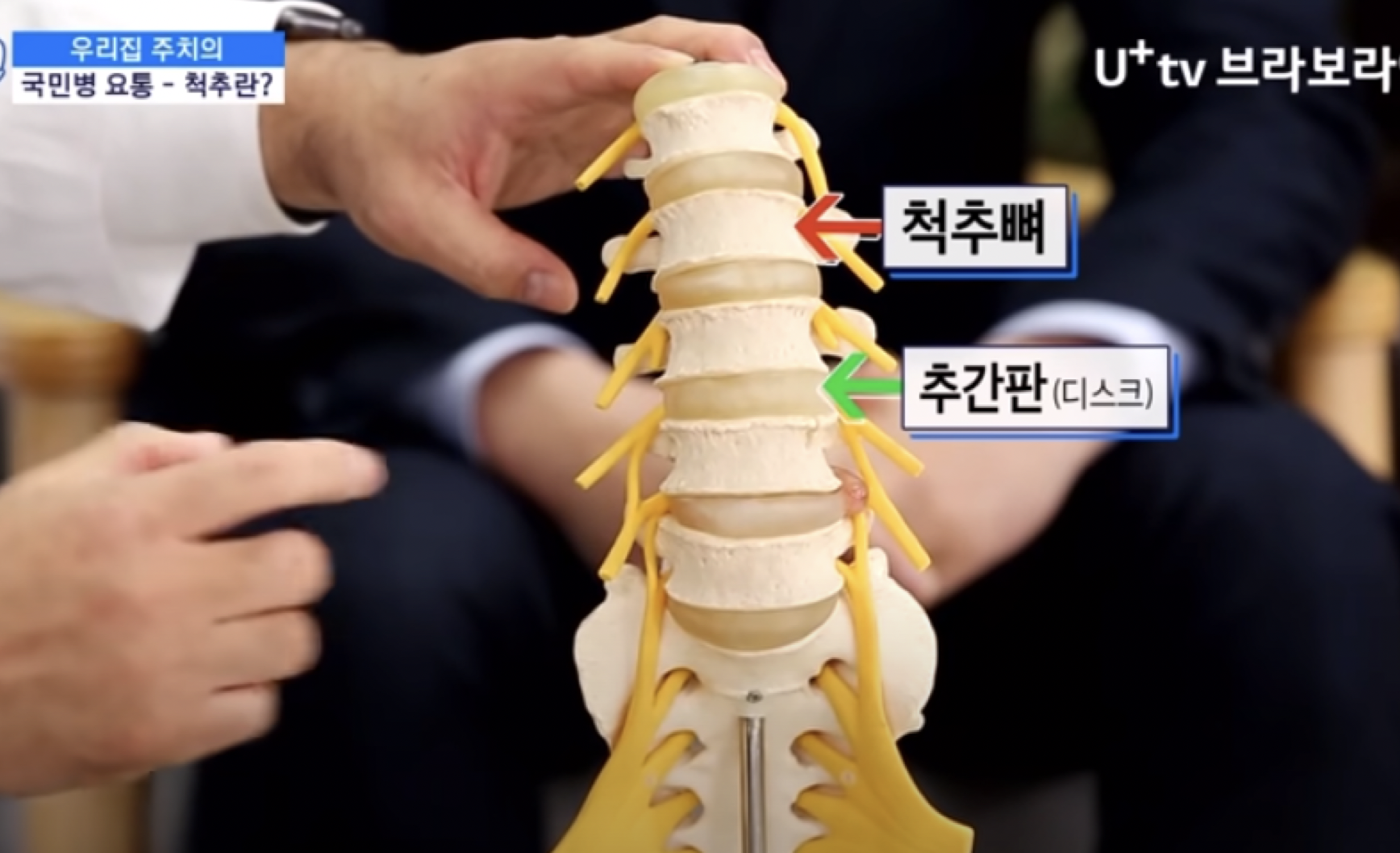 척추와 디스크