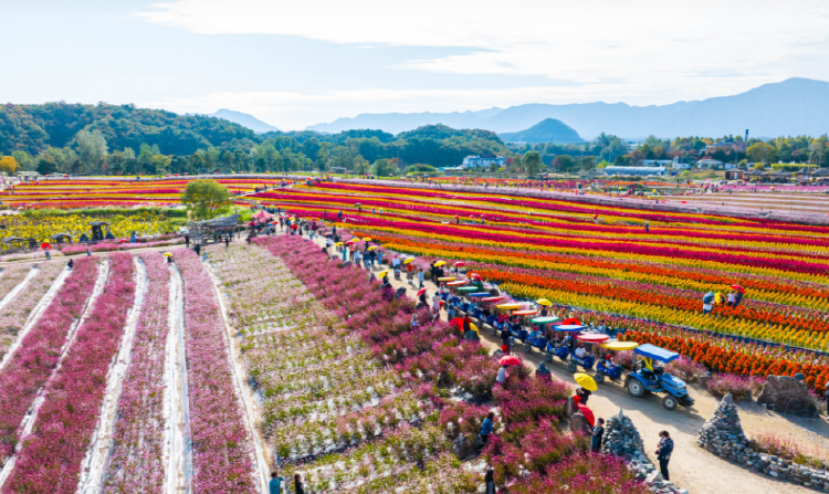 철원 고석정 꽃밭축제