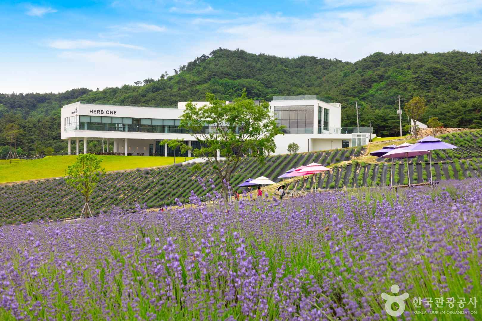 정읍 허브원 라벤더 농원