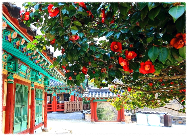 동백꽃 명소 동백나무 숲 명소 TOP 10