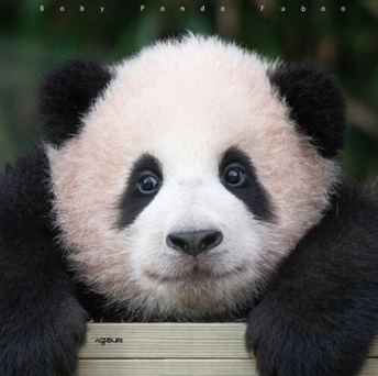 푸바오 학대논란에 따른 근황 및 투표 현황 총정리