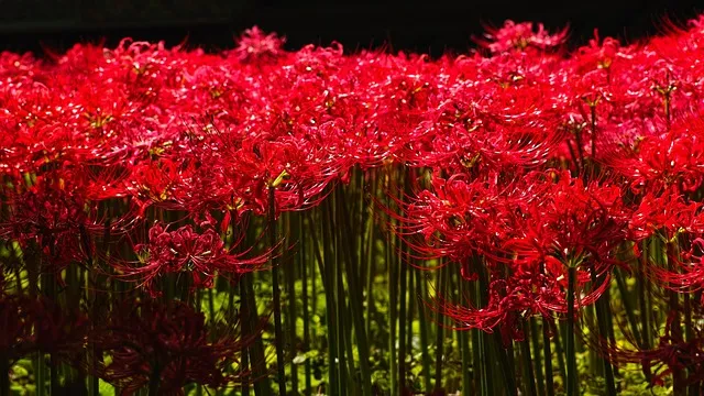 꽃무릇과 상사화 차이 요약 정리를 한눈에_1