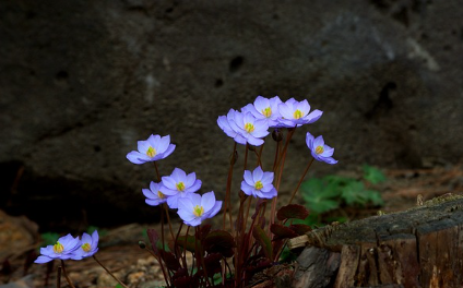 화담숲-예약-방법