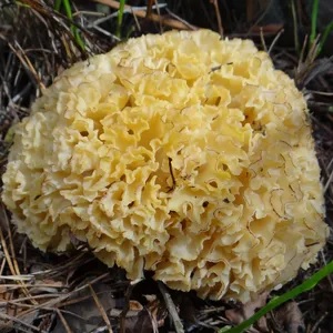 꽃송이버섯 효소의 효능