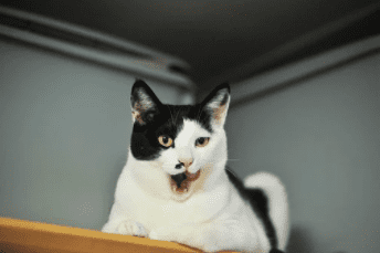 고양이 MBTI