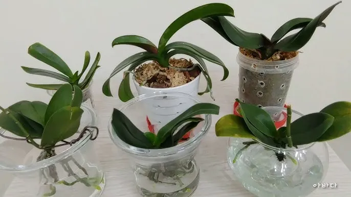 화분 응애 방제 초기발견 잎뒷면확인 샤워식세척 비누물활용 팁_1