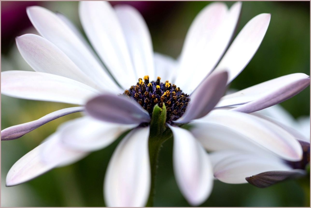 스타리아 가격표