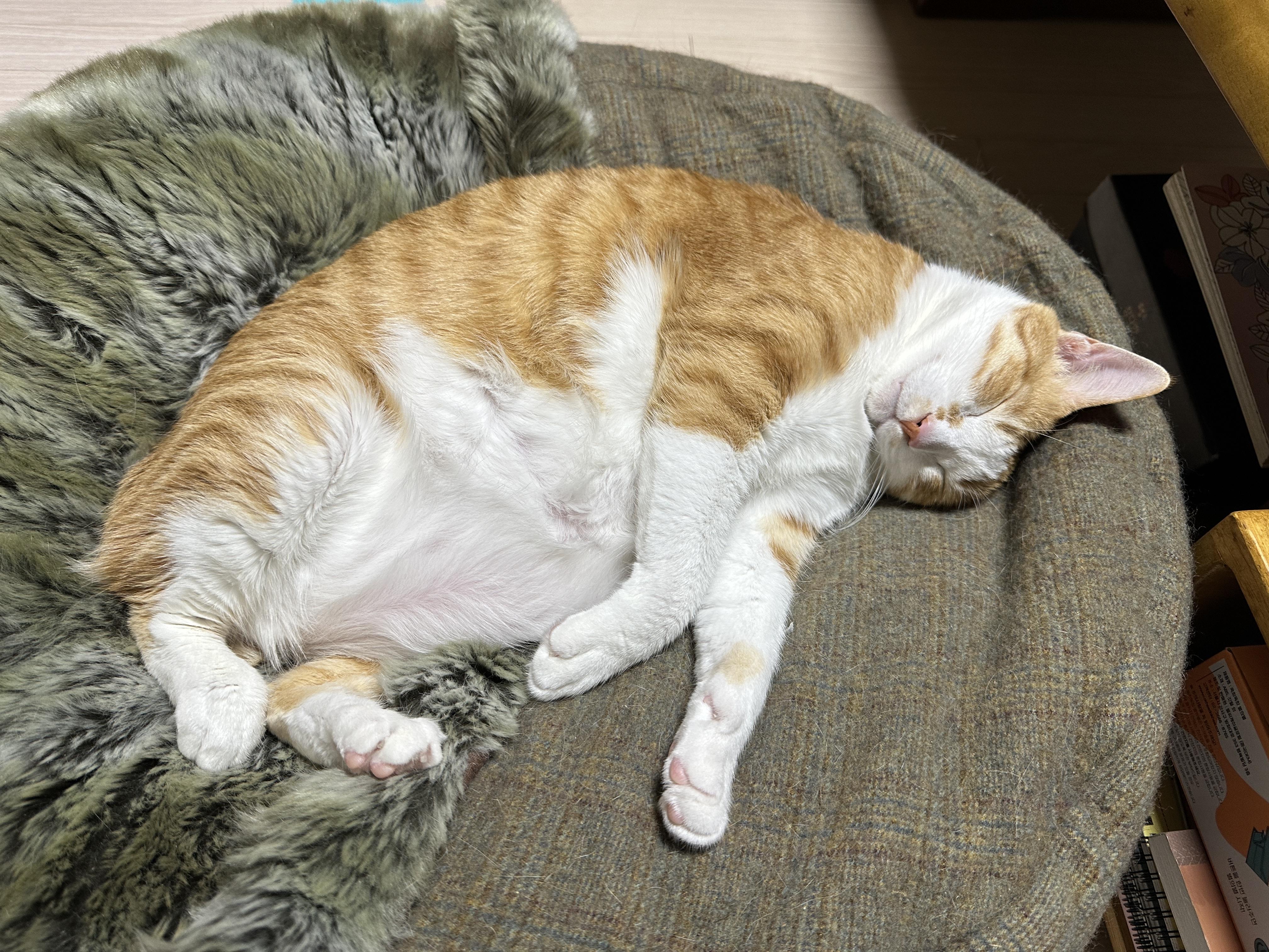터래기방석 위치를 옮겼더니 고양이들이.. (feat. 방석에 폭 안겨 자는 치즈냥이 호야와 삼색이 다다)
