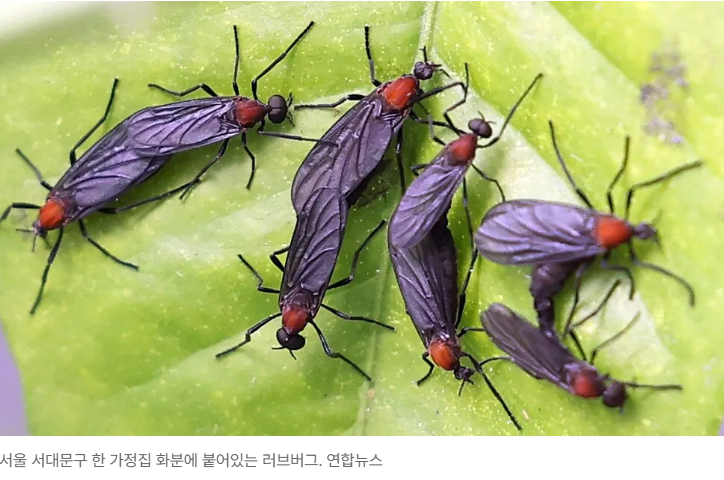 러브버그 출몰시기 및 퇴치방법