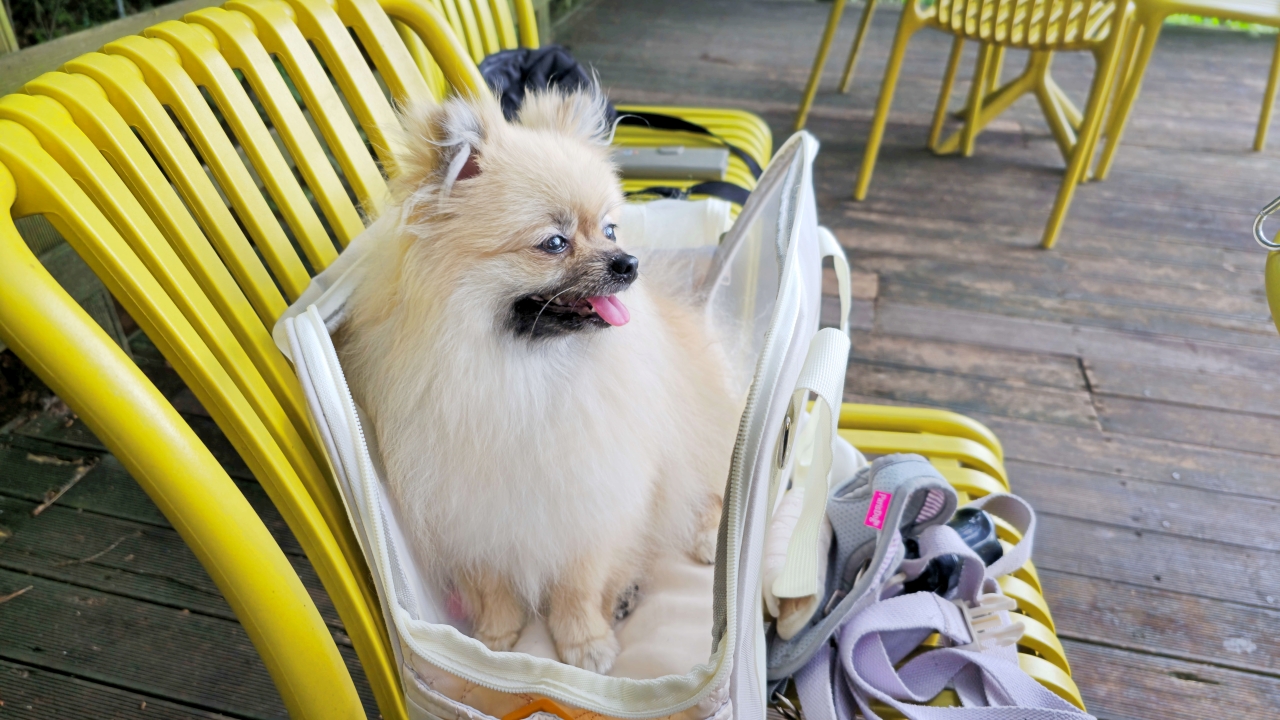 애견동반 카페에 간 강아지