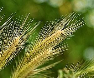 식이섬유가 많은 음식은 당뇨에 좋은 음식으로 보리가 여기에 해당됩니다. 