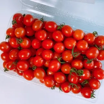 방울토마토 재배 방법_14