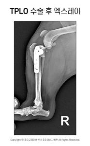 강아지 십자인대 파열: 원인, 증상, 진단, 치료