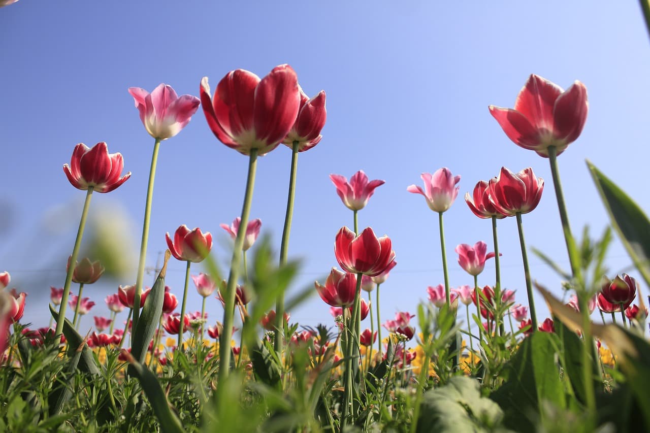 도시 농업(Urban Farming)의 경제적 가능성과 성공 사례