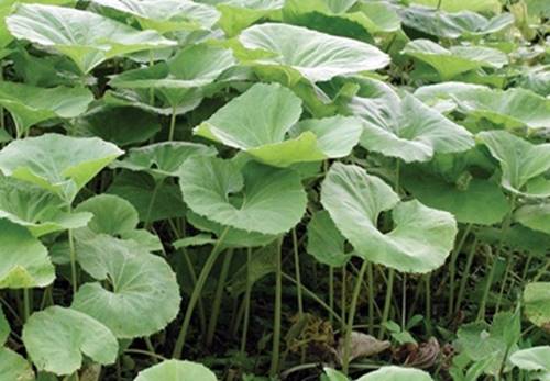 머위 나물 무침 먹는법