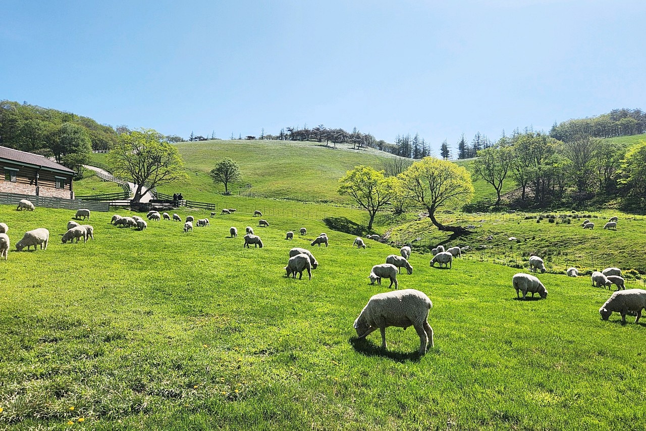 대관령-양떼목장