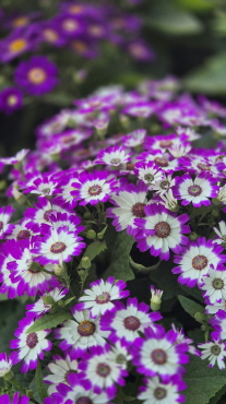 영취산 진달래 축제