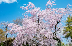 지하철 타고 떠나는 봄날의 로맨스: 뚜벅이 커플을 위한 벚꽃 명소 투어 완벽 가이드