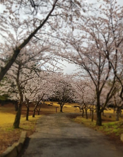 한라산 중턱 벚꽃길