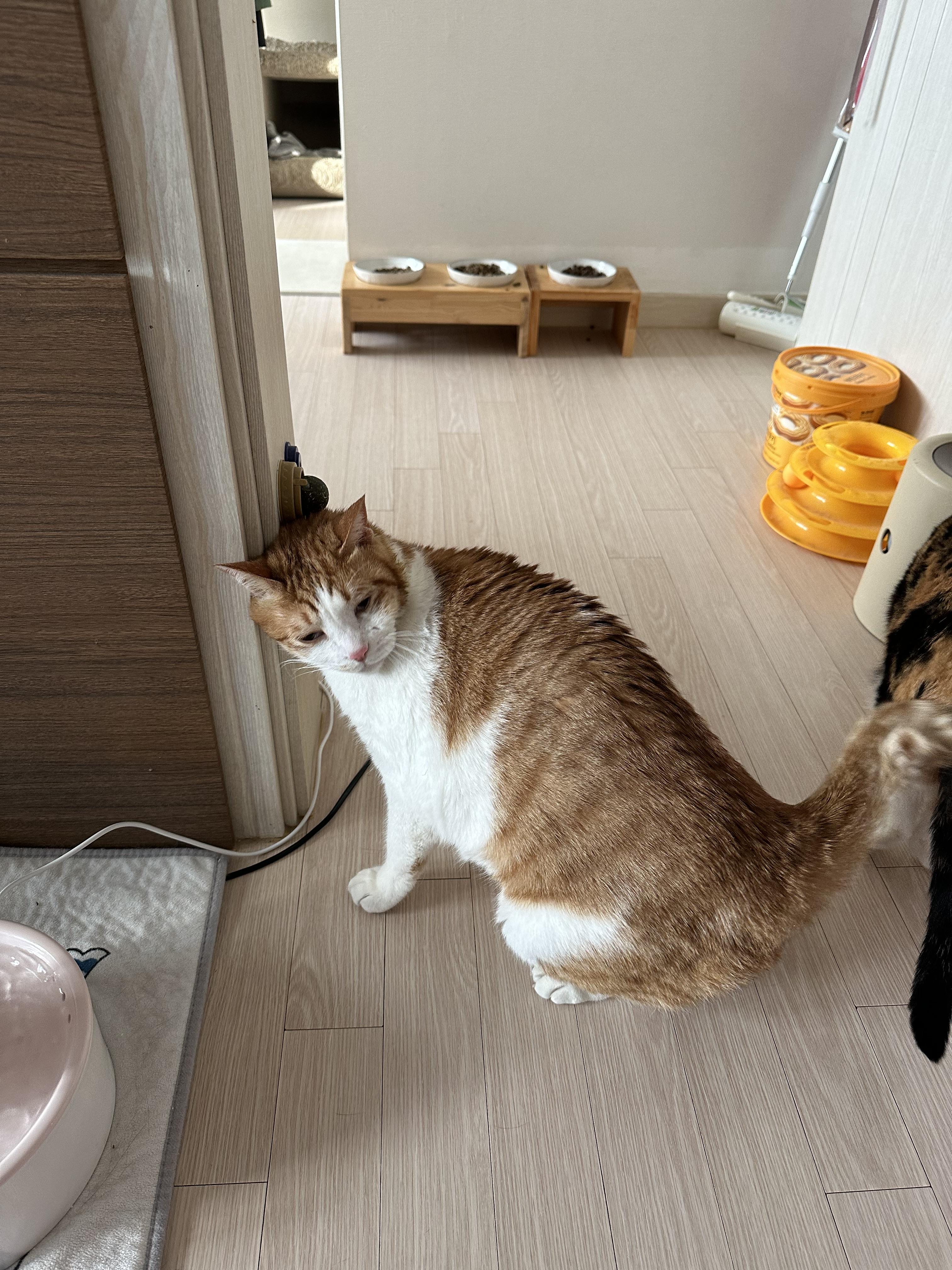 캣닢사탕에 무아지경인 냥냥이들.