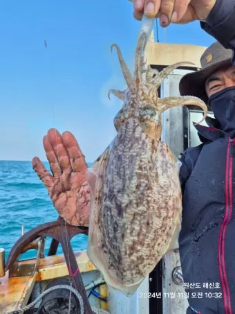 갑오징어 제철 시기 요리 레시피 황금레시피_18