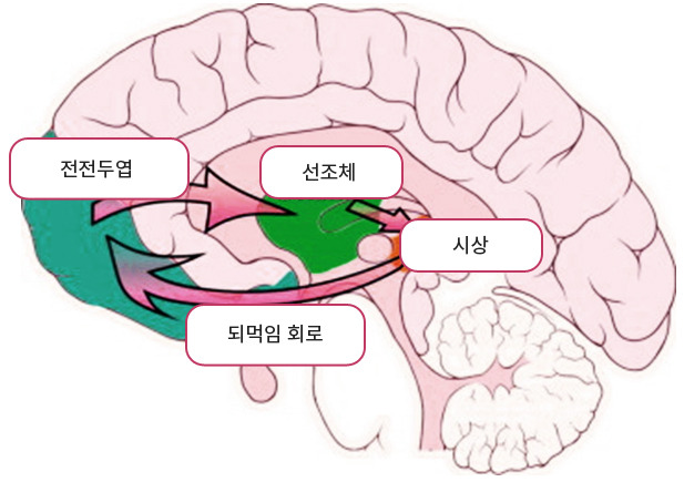 뇌의 강박회로