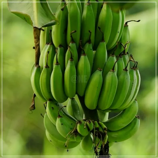 당뇨에 나쁜 과일 바나나3