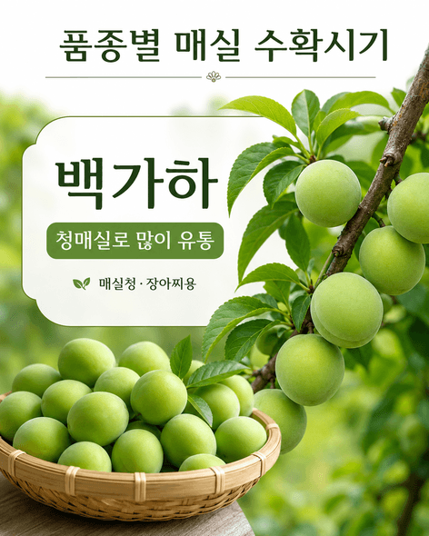매실수확시기