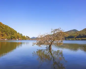 문광저수지 은행나무길_26