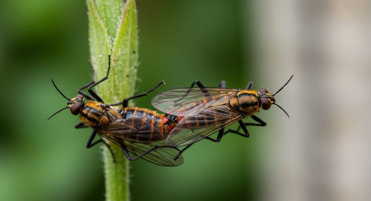 러브버그 관련이미지