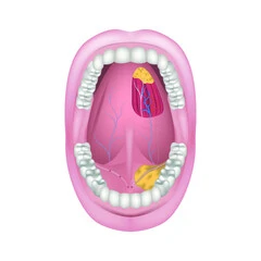 타석증 단순히 입안의 건조함이 아니에요! 원인, 증상, 치료는? 타석증은 대부분의 사람들에게 생소한 질병입니다. 침샘에 돌이 생기는 병인데요. 우리 몸의 침샘에서 침이 나오는 통로에 석회물질이 생겨서 발생합니다. 이 글에서는 타석증의 원인부터 증상, 치료 방법에 이르기까지 함께 알아보시지요.