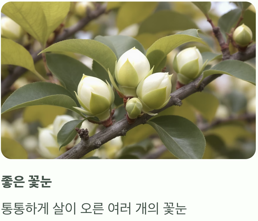 세 번째, 현재의 활력을 보여주는 '잎과 꽃눈'