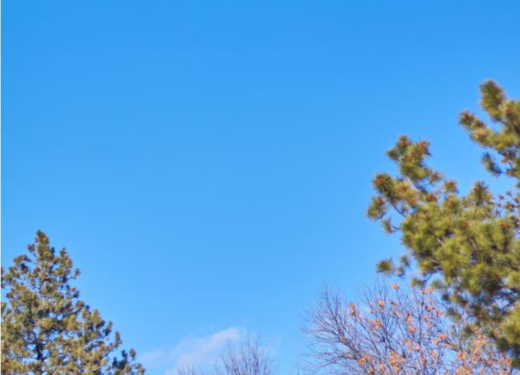 푸른 하늘과 나무가 어우러진 청명한 날씨의 풍경