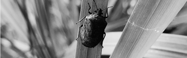 노린재 퇴치법: 경종적 방제