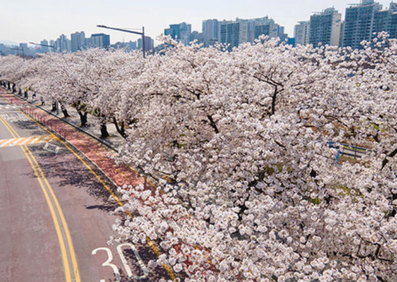 여의도 벚꽃축제 봄꽃 벚꽃 개화 실시간현황 확인하기