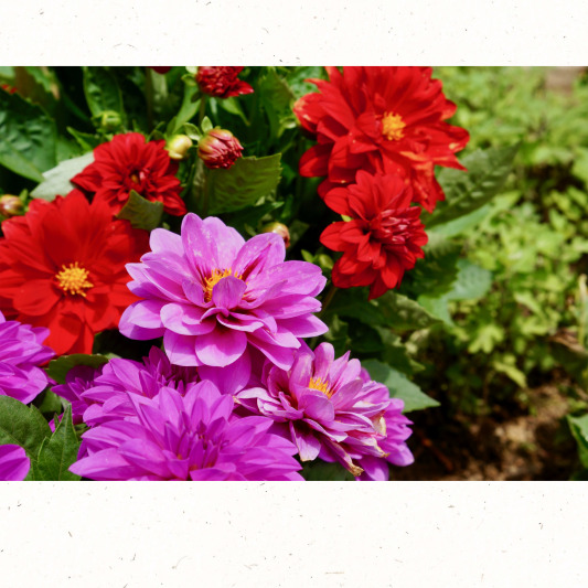 화려하게 만개한 빨강 달리아