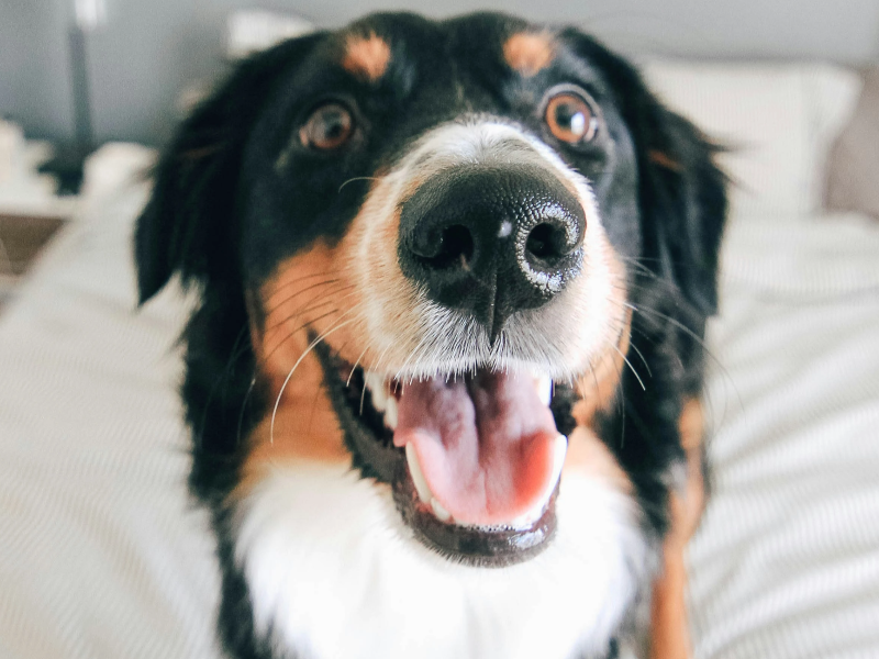 웃고있는 강아지