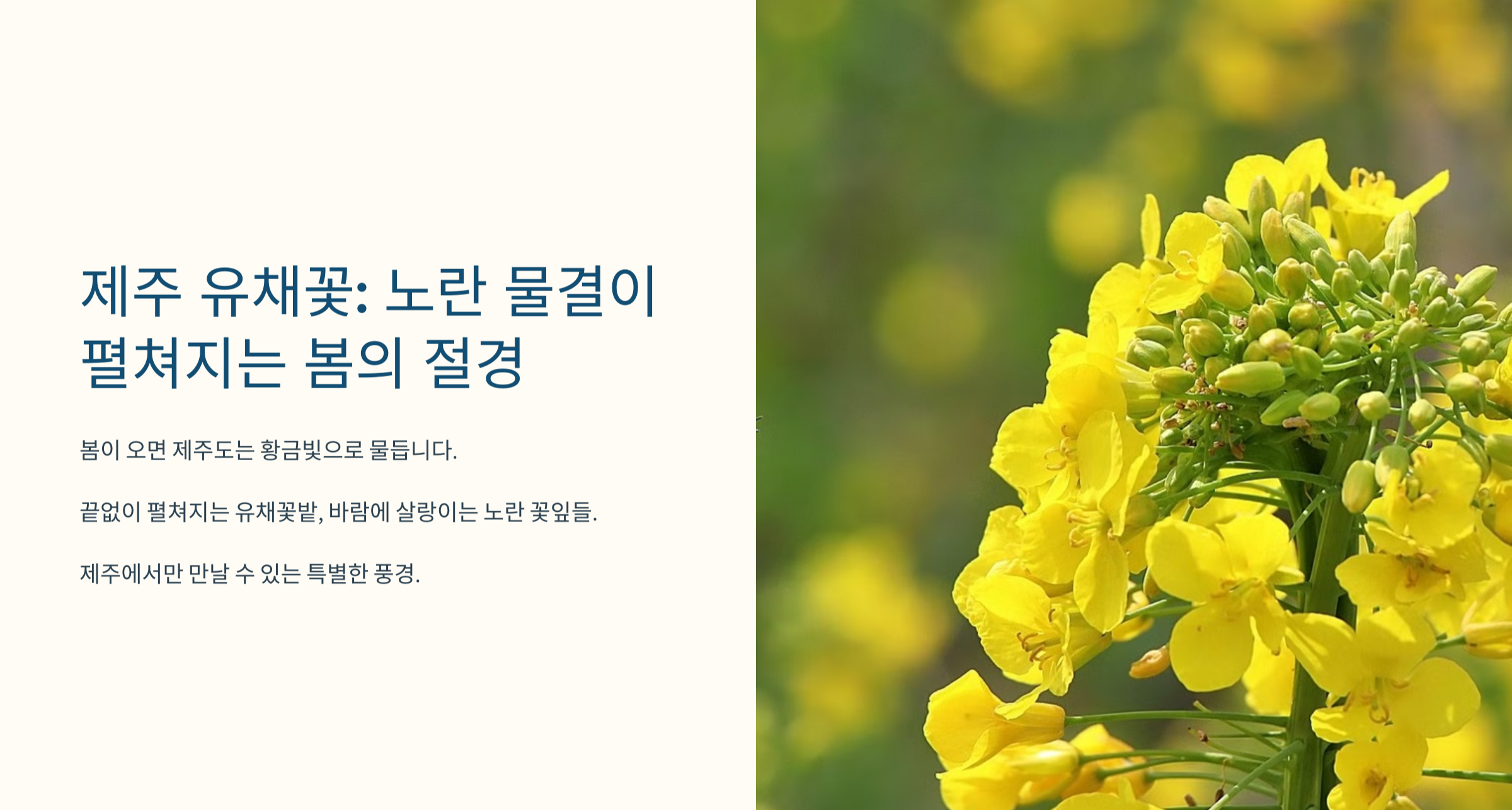 유채꽃 사진