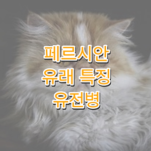 페르시안고양이에 대하여
