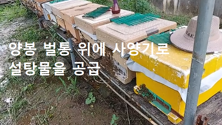 사양기로 설탕물을 공급하는 사진