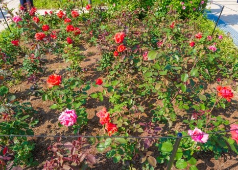 서울대공원 장미축제